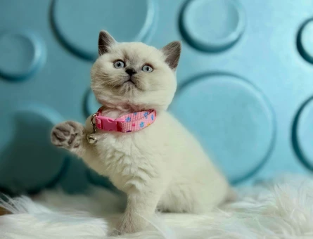 British SHorthair Koca Kafa Bluepoint Dişi