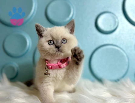 British SHorthair Koca Kafa Bluepoint Dişi