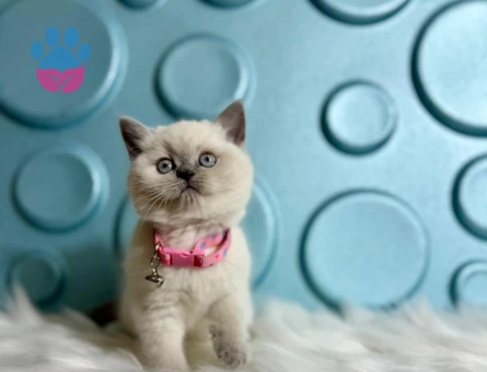 British SHorthair Koca Kafa Bluepoint Dişi