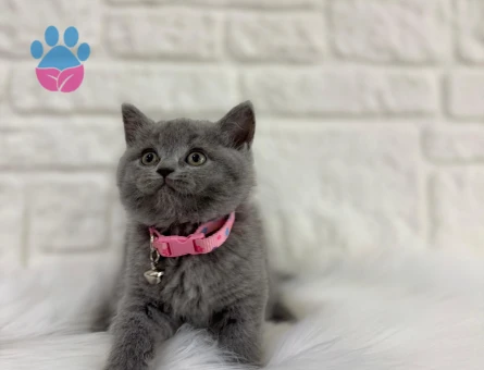 British Shorthair Gri 2 Aylık Ayıcık Surat Dişi