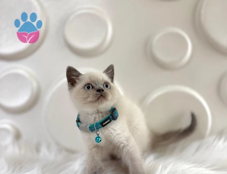 British Shorthair Bleupoint Erkek  2 Aylık