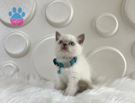 2 Aylık Bluepoint British Shorthair Erkek