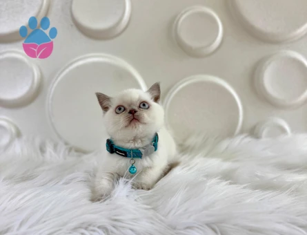2 Aylık Bluepoint British Shorthair Erkek