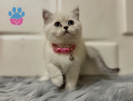 British Shorthair Dişi Bluepoint 2 Aylık