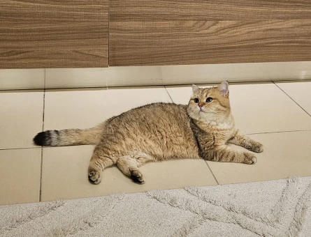 Pars için Güzel Bir Yuva