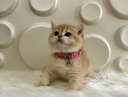 British Shorthair Golden Ny11 2 Aylık Dişi