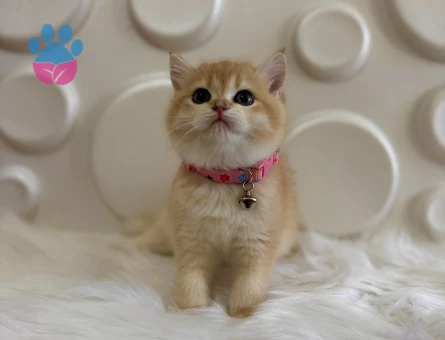 British Shorthair Golden Ny11 2 Aylık Dişi