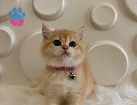 British Shorthair Golden Ny11 2 Aylık Dişi