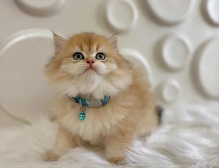 British Longhair Golden Ny12 Erkek