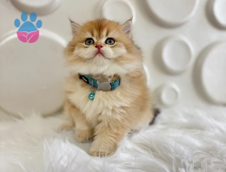 British Longhair Golden Ny12 Erkek