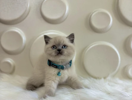 British Shorthair Bluepoint Erkek 2 Aylık