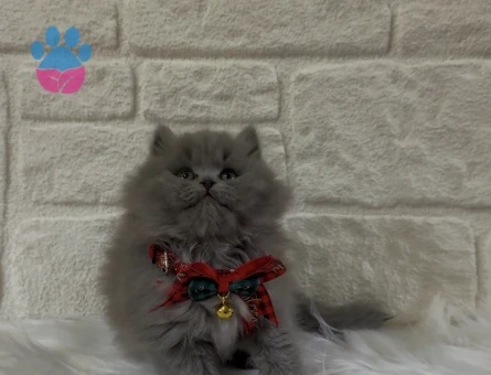 British Longhair Topaç Kafa Erkek Yavrumuz