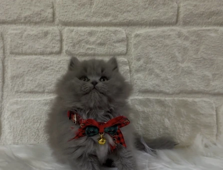 British Longhair Topaç Kafa Erkek Yavrumuz