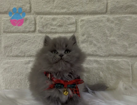 British Longhair Topaç Kafa Erkek Yavrumuz
