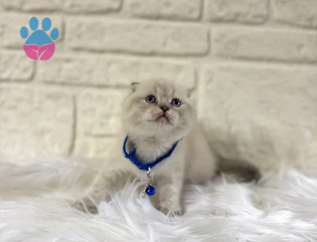 Scottish Fold Bluepoint Erkek 2 Aylık Yuva Arıyor