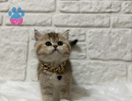 British Shorthair Golden Dişi Yavrumuz