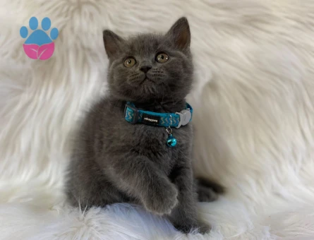 British Shorthair Gri Erkek Yavrumuz