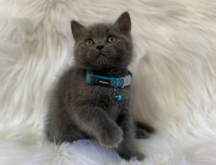British Shorthair Gri Erkek Yavrumuz