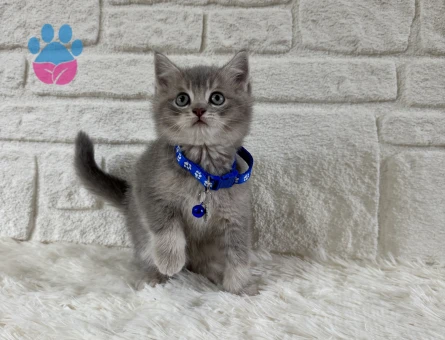 British Shorthair Tabby Erkek Uysal Yavrumuz