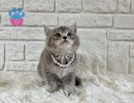 British Shorthair Tabby Dişi Eğitimli, Aşılı Yavrumuz