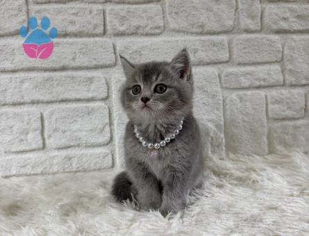 British Shorthair Tabby Dişi Eğitimli, Aşılı Yavrumuz