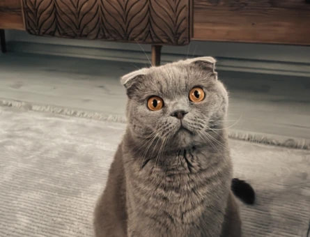 Leo’ya yeni yuva arıyoruz