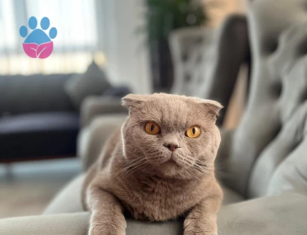 Leo’ya yeni yuva arıyoruz