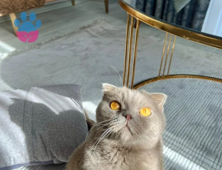 Leo’ya yeni yuva arıyoruz