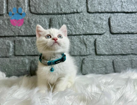 British Shorthair Beyaz Erkek 2 Aylık