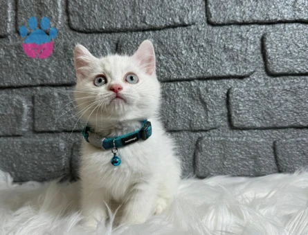 British Shorthair Beyaz Erkek 2 Aylık