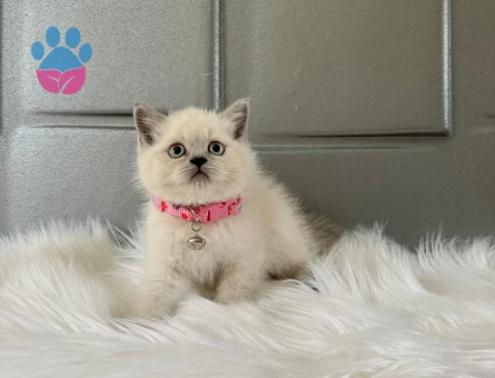 British Shorthair Bluepoint Dişi Topaç Kafa 2 Aylık