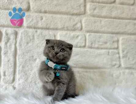Scottish Fold Erkek Oyuncu Yavrumuz
