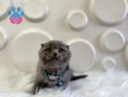 Scottish Fold Sıfır Kulak Erkek 2 Aylık
