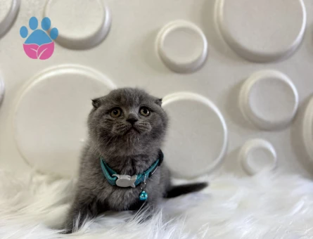 Scottish Fold Sıfır Kulak Erkek 2 Aylık