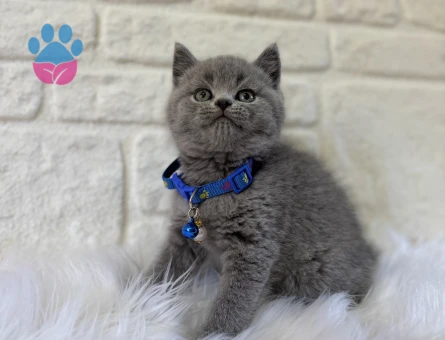 British Shorthair Duman Grisi Erkek Top Kafa