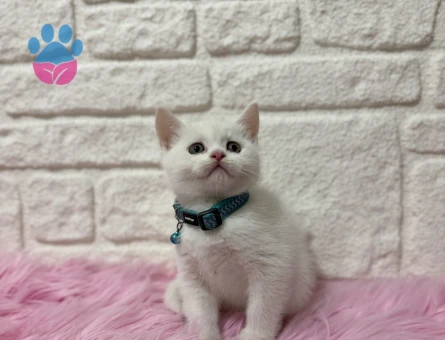 British Shorthair Kar Beyazı Parlak Erkek Yavrumuz