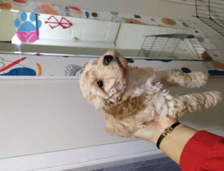 Orjinal Poodle Yavrularım