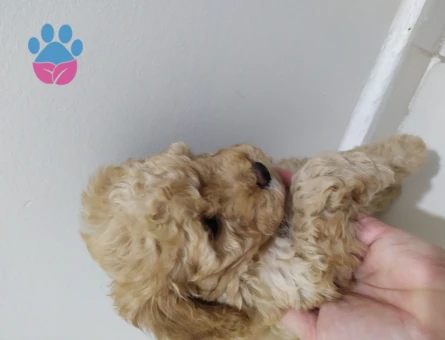 Orjinal Poodle Yavrularım