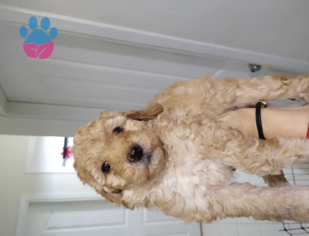 Orjinal Poodle Yavrularım