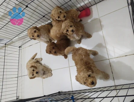 Orjinal Poodle Yavrularım