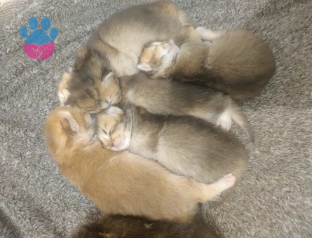 Britishh Golden Longhair 2 Aylık