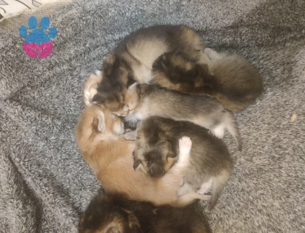 Britishh Golden Longhair 2 Aylık