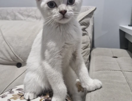 British shorthair erkek yavrumuza sıcak yuva arıyoruz