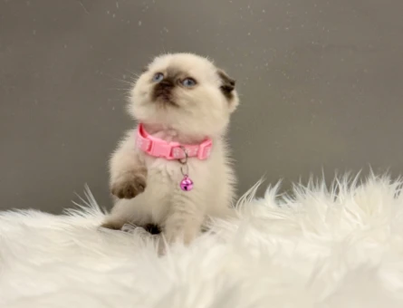 Scottish Fold Çikolata Point Dişi 2 Aylık