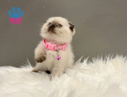 Scottish Fold Çikolata Point Dişi 2 Aylık