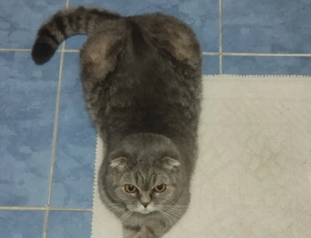 Alex'e acil yuva arıyorum