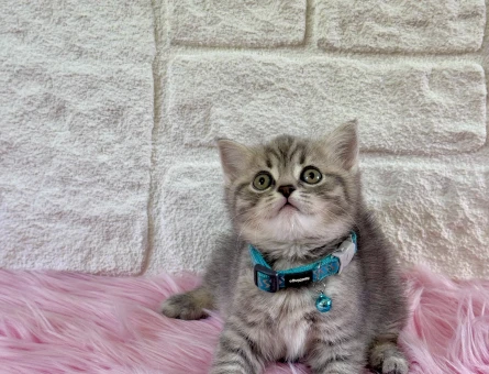 British Shorthair Tabby Erkek Yuva Arıyor