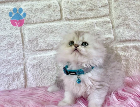 British Longhair Silver Erkek 2 aylık