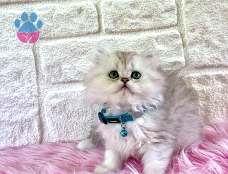 British Longhair Silver Erkek 2 aylık