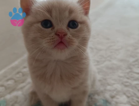 Biritish shorthair sahiplendirme